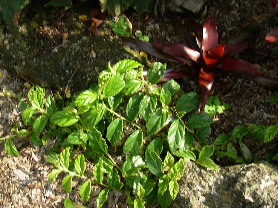 B. glabra var. glabra